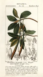 Rode mangrove, Rhozophora mangle