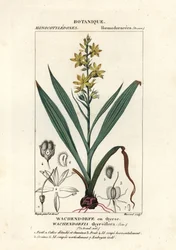 Rode wortel, Wachendorfia thyrsiflora