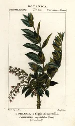 Redoul boom, Coriaria myrtifolia