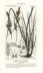 Polzegge, Carex caespitosa