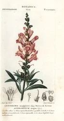 Leeuwenbek, Antirrhinum majus
