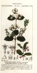 Sneeuwbes, Symphoria racemosa
