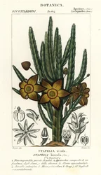 Sterbloem of aasplant, Stapelia hirsuta