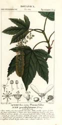 Esdoorn of plataan, Acer pseudoplatanus
