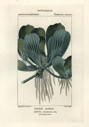 Watersla of Nijlkool, Pistia stratiotes
