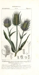Wilde kaardebol of vollers kaardebol, Dipsacus fullonum