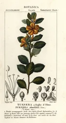 Gele alsem, Turnera ulmifolia