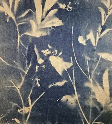 Blauwe botanische schaduwen