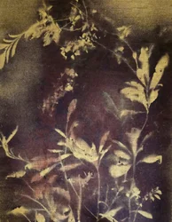 Donkere botanische studie