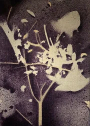 Paarse botanische silhouet