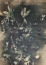 Vintage botanische schaduwen