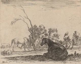 Paarden in een weiland