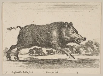 Plaat 19: wild zwijn, uit Diverse dieren