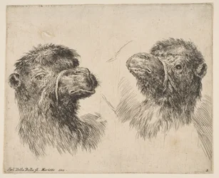 Twee Kameelkoppen, ca. 1641