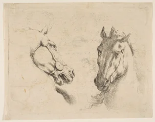 Twee paardenhoofden