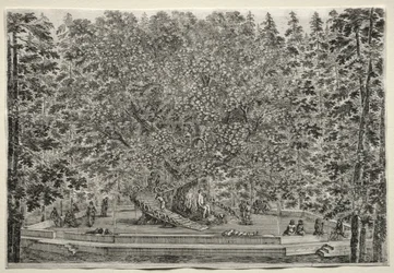 Zichten van de Villa van Pratolino: De bewoonde boom
