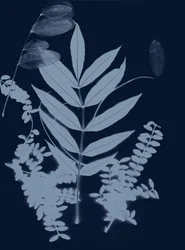 Cyaanblad 01, 2017 (digitaal)