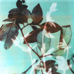 Seizoen III, 2018 (digitaal)