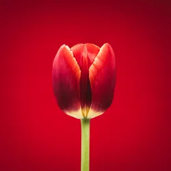 Portret van een bijzondere rode tulp op een rode achtergrond