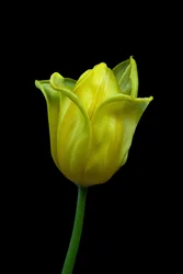 Gele tulp nr. 02, 2021 (foto)