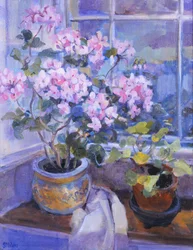 Roze geranium op vensterbank