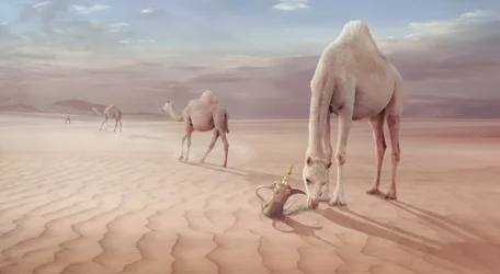 Kamelen uit de Arabische woestijn