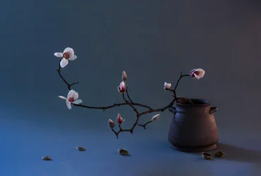 Zen-magnoliabloesem