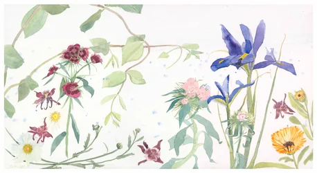Iris en Sweet Williams, 2020 (aquarel op papier)