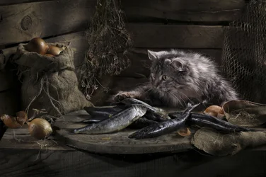 Nieuwsgierige kat en vis