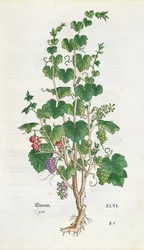 Druivenrank (Vitis Vinifera) botanische plaat uit De Historia Stirpium door Leonard Fuchs (1501-66) 1543