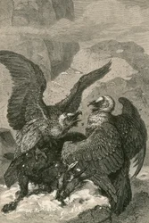 Lammergieren en hun prooi