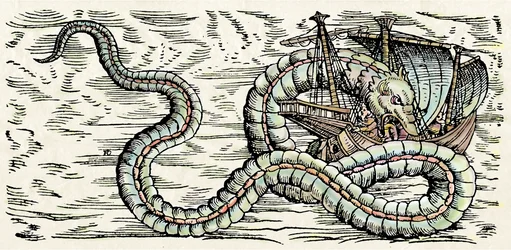 Zeemoster, illustratie uit 