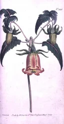 Canarische Eiland Klokbloem (Canarina campanula), plaat 444 uit William Curtis
