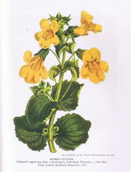 Apenbloem, Natuur in Groot-Brittannië gepubliceerd door Collins 1946