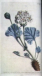 Dikgestengelde ooievaarsbek (Pelargonium crassicaule), plaat 477 uit William Curtis