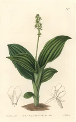 Afrikaanse Liparis orchidee