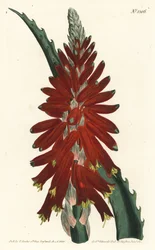 Aloëboom - Smalbladige zwaardaloë, Aloe arborescens. Handgekleurde kopergravure door F. Sansom Jr. naar een illustratie door Sydenham Edwards uit William Curtis
