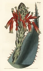 Aloë variete - Blauwe aloë, Aloe glauca (Roodstekelige glaucous aloë, Aloe rhodacantha) - uit William Curtis