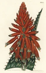 Aloë macule