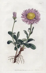 Alpenaster of Koninginmadeliefje van de Alpen - Lithografie door Sydenham Edwards, uit William Curtis