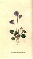Alpen soldanella - Alpen soldanella, Soldanella alpina