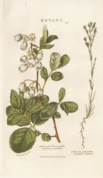 Andromeda en zandkruid