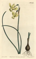 Engeltranen narcis - Engeltranen, Narcissus triandrus (Gele reflexbloemige narcis, Narcissus triandrus v. luteus) - uit William Curtis