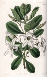Anthocercis variëteit, inheems in Australië - Plaat gegraveerd door S.Watts, uit een illustratie van Sarah Anne Drake, uit het Botanical Register van Sydenham Edwards, Engeland