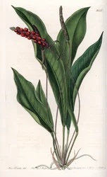 Anthurium gracile