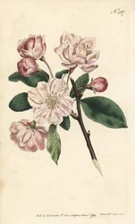 Appelboom met sierbloesem - Chinese sierappel, Malus spectabilis (Chinese appelboom, Pyrus spectabilis). Handgekleurde kopergravure door Sansom naar een illustratie van Sydenham Edwards uit William Curtis
