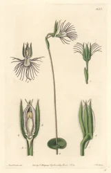 Spinorchidee, afkomstig uit Zuid-Afrika