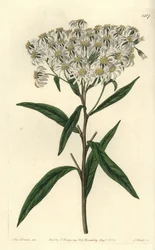 Aster a umbellata - Platte aster, Doellingeria umbellata