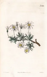 Aster acre - Struikaster, Felicia fruticosa (Struikster, Aster fruticulosus). Handgekleurde kopergravure door Weddell naar een illustratie door Sydenham Edwards uit Samuel Curtis