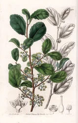 Azara Variete - Plaat gegraveerd door S.Watts, uit een illustratie van Sarah Anne Drake (1803-1857), uit het Botanical Register van Sydenham Edwards (1768-1819), Engeland